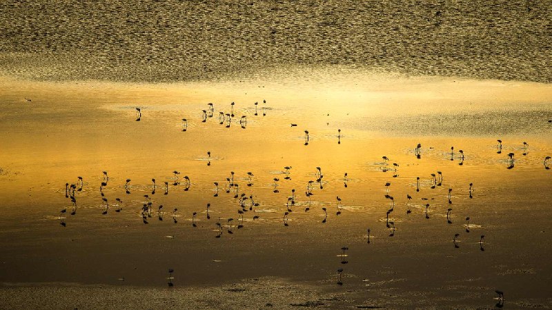 日出时的小红鹳群，马加迪湖，肯尼亚 (© Denis-Huot/Nature Picture Library)via Bing每日壁纸