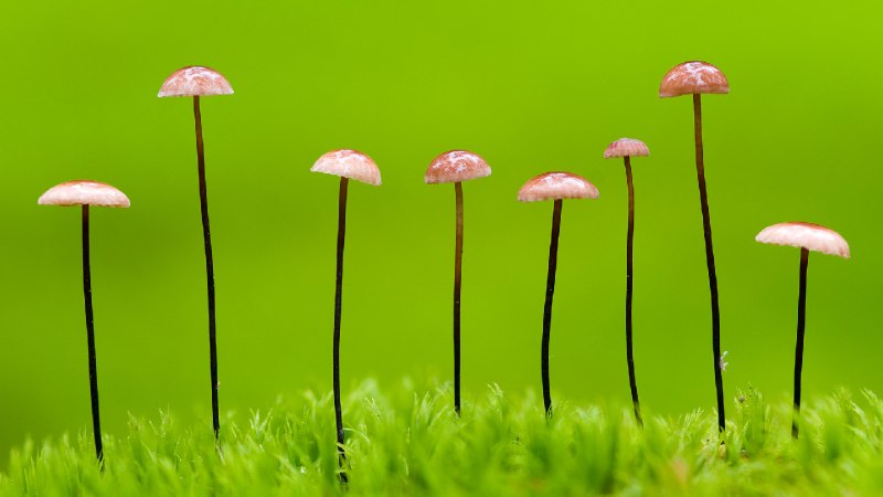 马鬃小皮伞，白俄罗斯 (© Máté/Nature Picture Library)via Bing每日壁纸
