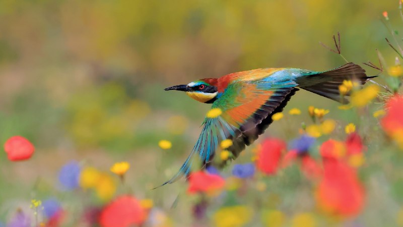 黄喉蜂虎，格拉萨莱马山自然公园，加的斯，西班牙 (© Andres M. Dominguez/Nature Picture Library)via Bing每日壁纸