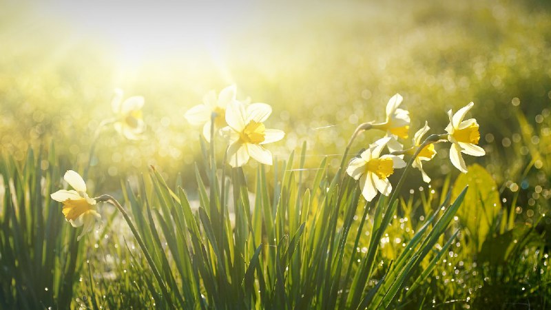 春天的水仙花在清晨绽放 (© LedyX/Shutterstock)source