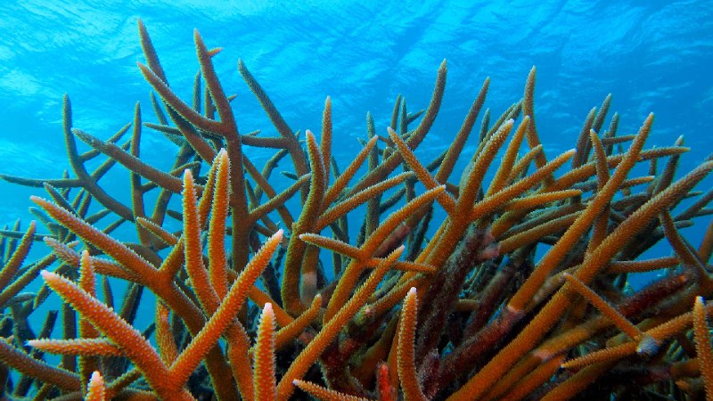 浅海中的鹿角珊瑚 (© blue-sea.cz/Shutterstock)via Bing每日壁纸