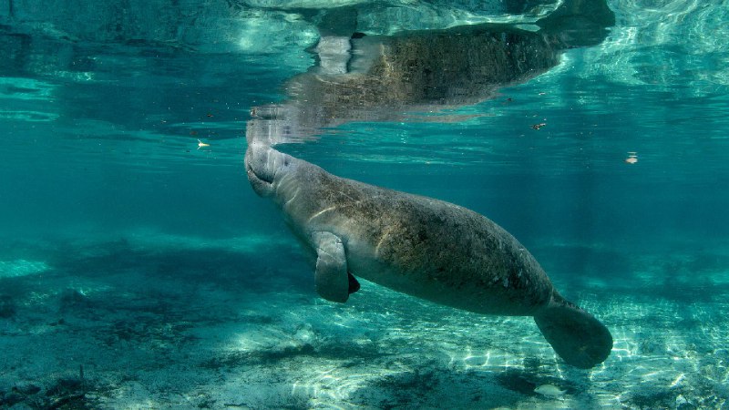 水晶河的海牛，佛罗里达州，美国 (© Stephen Frink/Getty Images)source