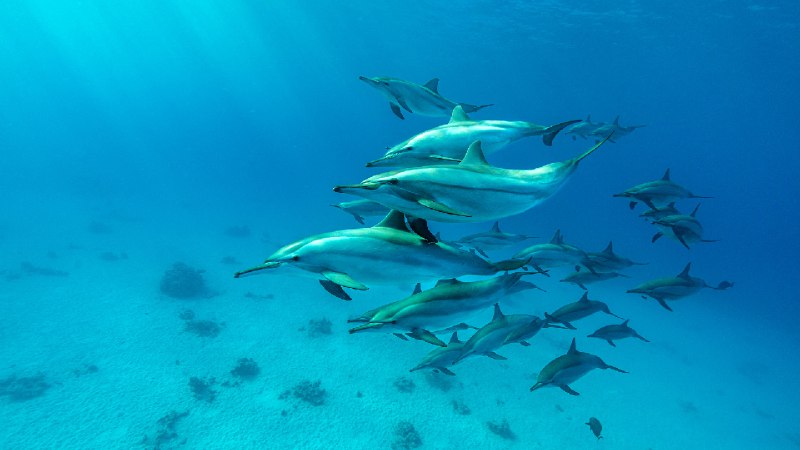 红海中的飞旋海豚群, 阿拉姆港, 埃及 (© Franco Banfi/Nature Picture Library)via Bing每日壁纸