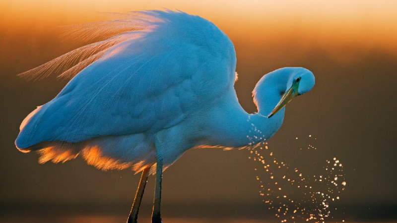 大白鹭，匈牙利 (© Markus Varesvuo/Nature Picture Library)via Bing每日壁纸