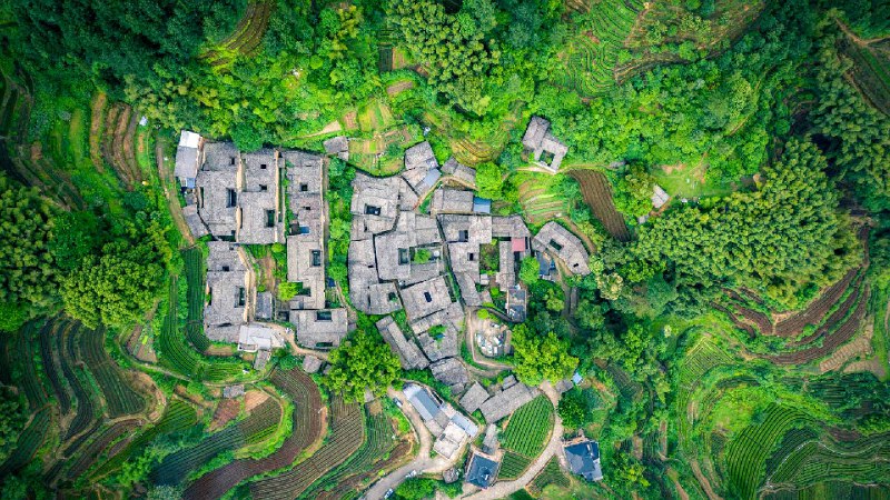 杨家塘村茶园，松阳县，中国 (© feng xu/Getty Images)via Bing每日壁纸