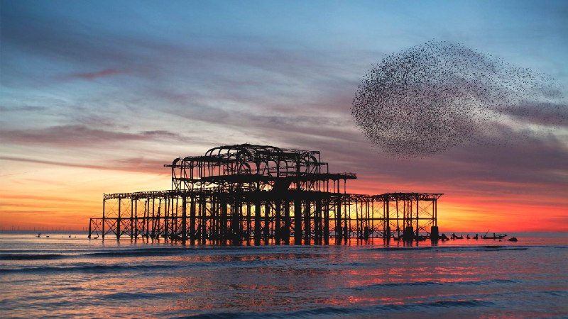 椋鸟群在布莱顿西码头废墟上空盘旋, 英格兰 (© Philip Reeve/Photodisc/Getty Images)via Bing每日壁纸