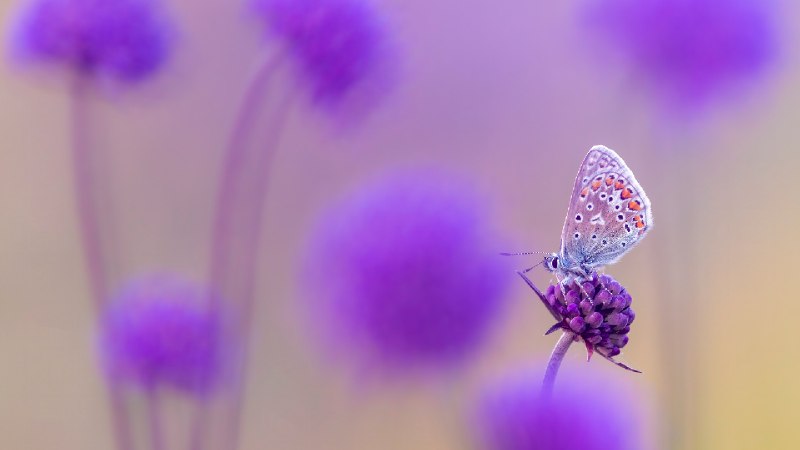 普通蓝灰蝶，德文郡，英格兰 (© Ross Hoddinott/Nature Picture Library)via Bing每日壁纸