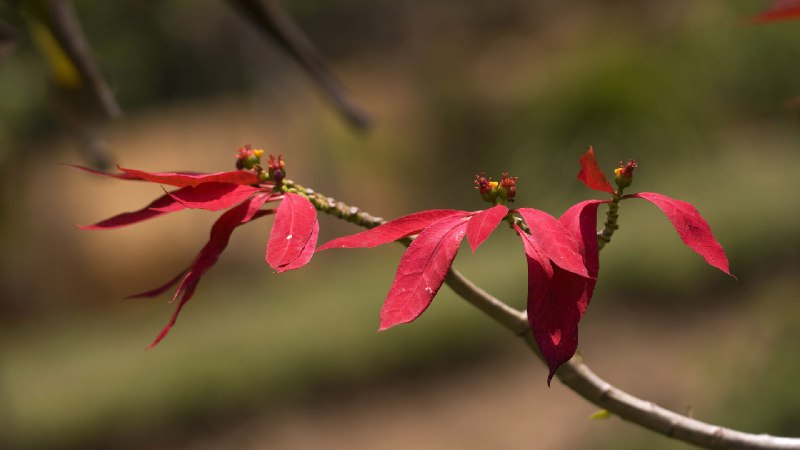一品红或圣诞花 (© David Hosking/NPL/Minden Pictures)source