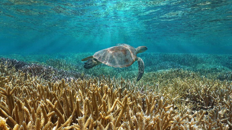 一只绿海龟在太平洋中游泳，法国海外属地新喀里多尼亚 (© Damsea/Shutterstock)source