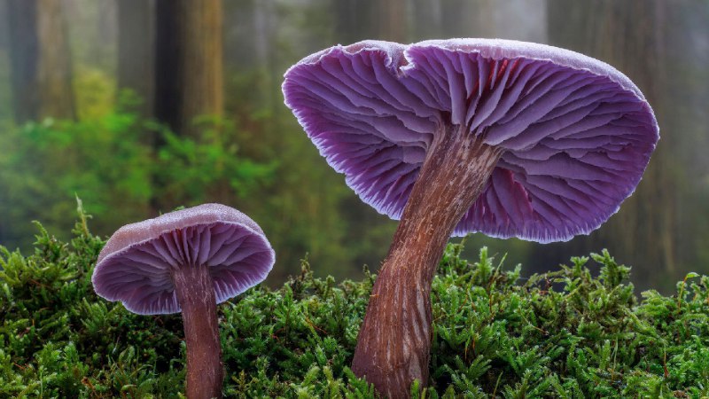 紫蜡蘑，西贝克，华盛顿州，美国 (© Danita Delimont/Shutterstock)via Bing每日壁纸