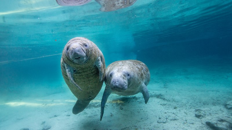 淡水泉中的幼年海牛，水晶河，佛罗里达州，美国 (© Gregory Sweeney/Getty Images)via Bing每日壁纸