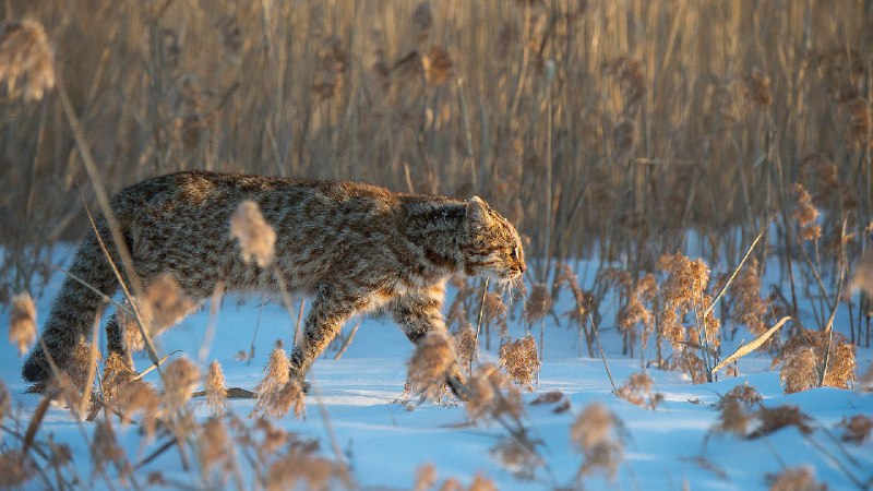 阿穆尔豹猫，俄罗斯 (© Valeriy Maleev/naturepl.com)via Bing每日壁纸