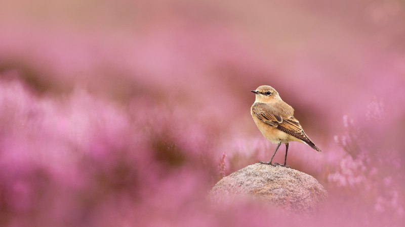 穗䳭和盛开的帚石楠，峰区国家公园，英格兰 (© Ben Hall/Nature Picture Library)via Bing每日壁纸
