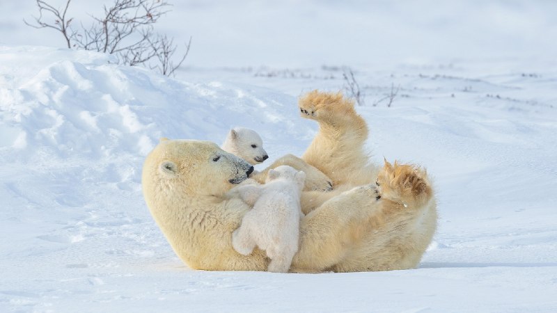 北极熊妈妈和幼崽在瓦普斯克国家公园玩耍, 马尼托巴省, 加拿大 (© Hao Jiang/Getty Images)via Bing每日壁纸