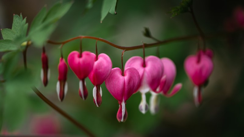 荷包牡丹 (© Dorene Hookey/Cavan Images)via Bing每日壁纸