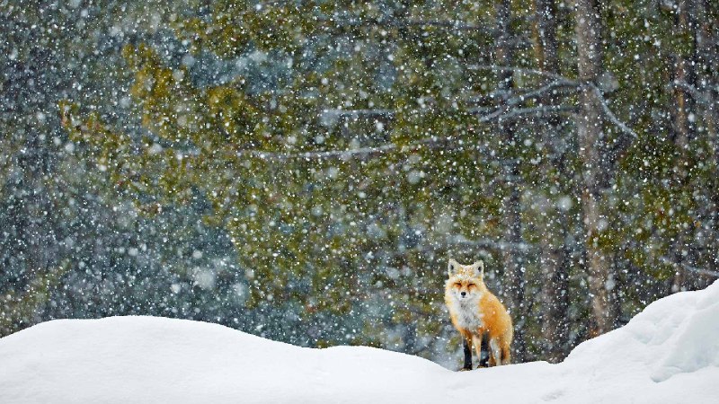 一只红狐狸站在雪地里，大提顿国家公园，怀俄明州，美国 (© Radomir Jakubowski/naturepl.com)via Bing每日壁纸