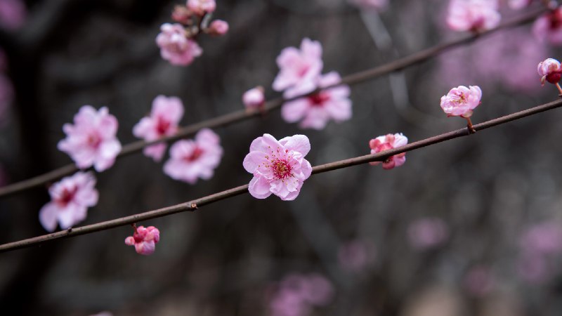 中国的梅花 (© zhikun sun/Getty Images)source