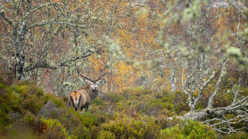 加里东林中的马鹿，阿夫力谷，苏格兰高地 (© Terry Whittaker/Alamy)source