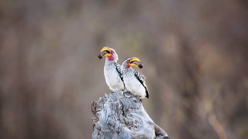 南黄弯嘴犀鸟，克鲁格国家公园 ，南非 (© Richard Du Toit/Minden Pictures)source