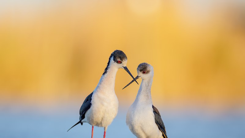 黑翅长脚鹬, 法国 (© Antonio Sementa/500px/Getty Images)via Bing每日壁纸