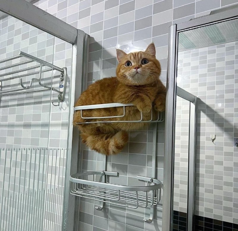 ----------------------Someone knocked all my shampoo bottles down. I asked the cat, but he didn't know either.via bangwu (@bangwu)