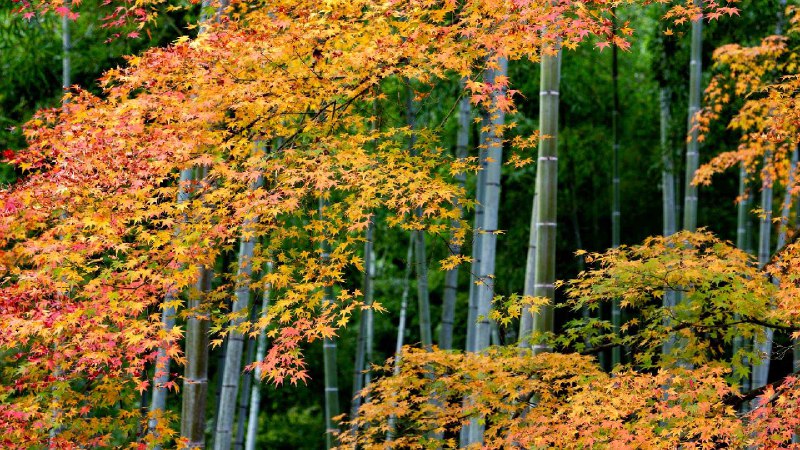 岚山缤纷的枫叶与竹林, 京都, 日本 (© DoctorEgg/Getty Images)via Bing每日壁纸