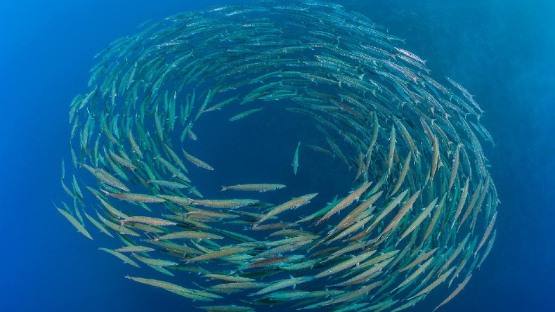 黑鳍梭鱼群，鲨鱼礁，拉斯穆罕默德国家公园，西奈半岛，埃及 (© Alex Mustard/Nature Picture Library)via Bing每日壁纸