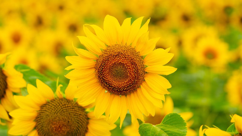 夏天田野里盛开的向日葵 (© Arsgera/Shutterstock)via Bing每日壁纸