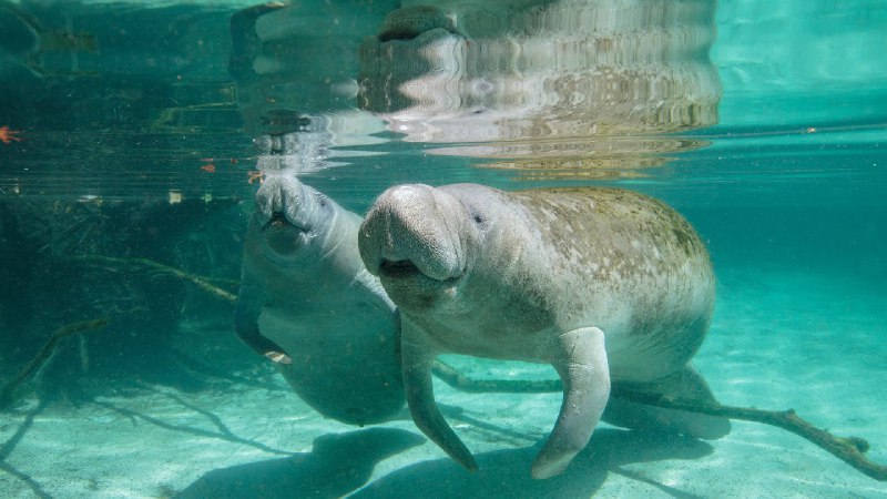 海牛妈妈和幼崽，水晶河，佛罗里达州，美国 (© Gregory Sweeney/Getty Images)via Bing每日壁纸