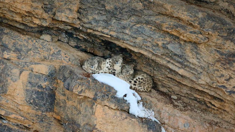 雪豹和她的幼崽, 斯皮提谷, 寒冷沙漠生物圈保护区, 印度 (© Oriol Alamany/naturepl.com)via Bing每日壁纸