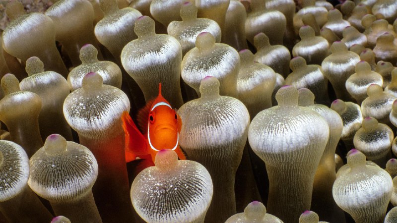 被泡尖海葵包围的刺颊海葵鱼，米尔恩湾，巴布亚新几内亚 (© Fred Bavendam/Nature Picture Library)via Bing每日壁纸