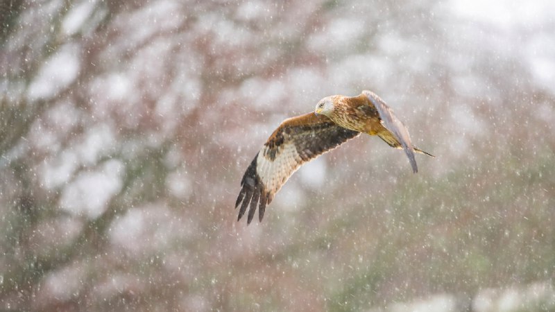 雪中 的红鸢 (© Carl Mckie/500px/Getty Images)via Bing每日壁纸
