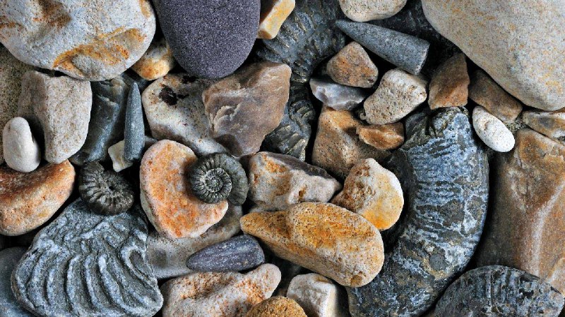 侏罗纪海岸的箭石和菊石化石，多塞特郡，英国 (© Nature Picture Library/Alamy Stock Photo)source