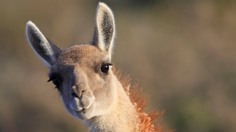 原驼，北角，瓦尔德斯半岛, 阿根廷 (© Sylvain Cordier/naturepl.com)via Bing每日壁纸