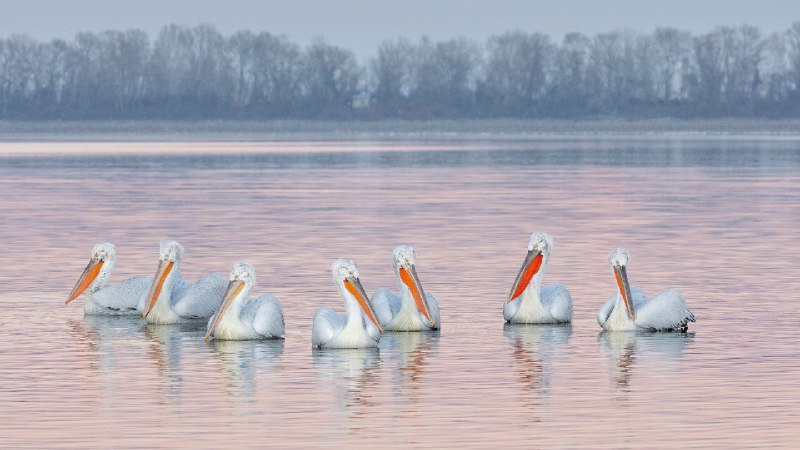卷羽鹈鹕，凯尔基尼湖，希腊 (© Guy Edwardes/naturepl.com)via Bing每日壁纸