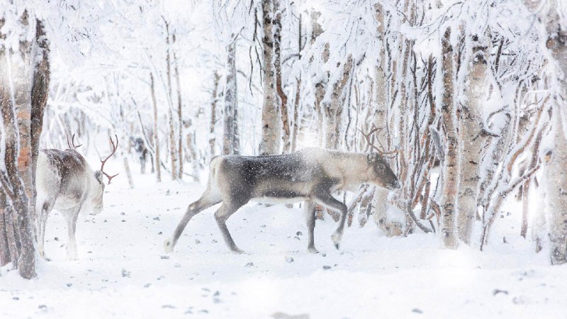 冬雪中的驯鹿，拉普兰德，芬兰 (© Roberto Moiola/Getty Images)via Bing每日壁纸