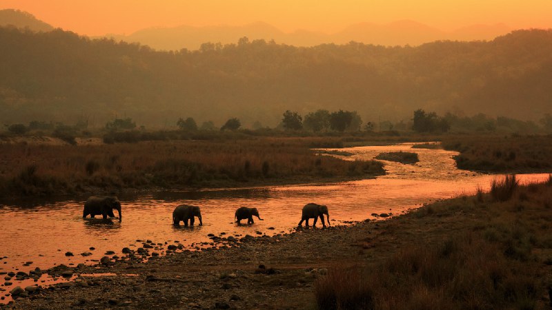 印度吉姆科比特国家公园的大象，印度 (© ABHILASH VISWA PICASSO/Shutterstock)source