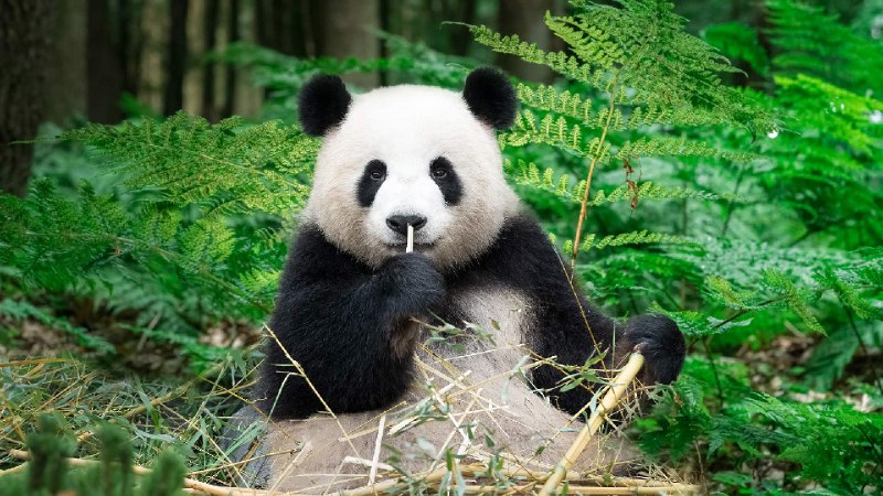 正在吃竹子的大熊猫，中国 (© Entwicklungsknecht/Getty Images)via Bing每日壁纸