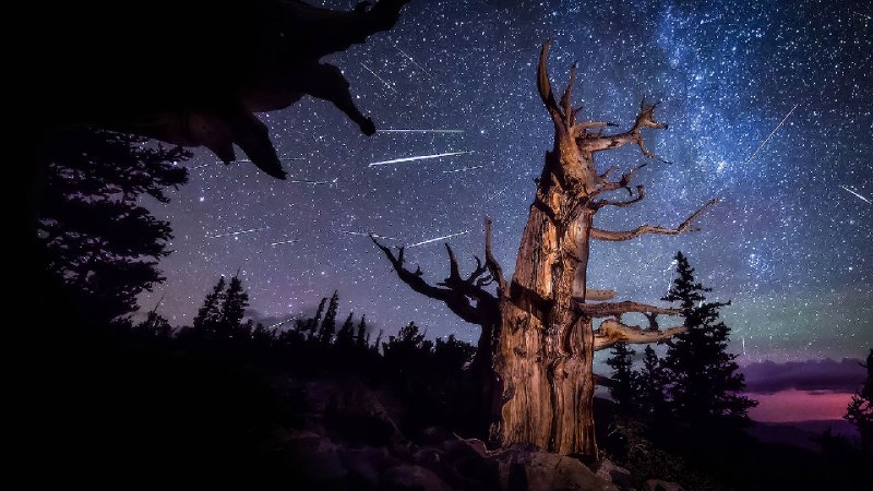 英仙座流星雨和一棵古老刺果松，大盆地国家公园，内华达州，美国 (© Wirestock Creators/Shutterstock)via Bing每日壁纸