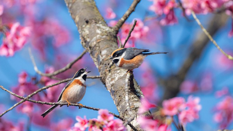 盛开的樱花树上的红头长尾山雀 (© Haitong Yu/Getty Images)source