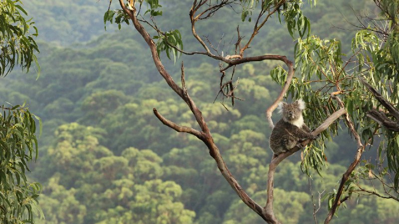 桉树上的考拉, 大奥特维国家公园, 澳大利亚 (© Jamie Lamb - elusive-images.co.uk/Getty Images)via Bing每日壁纸