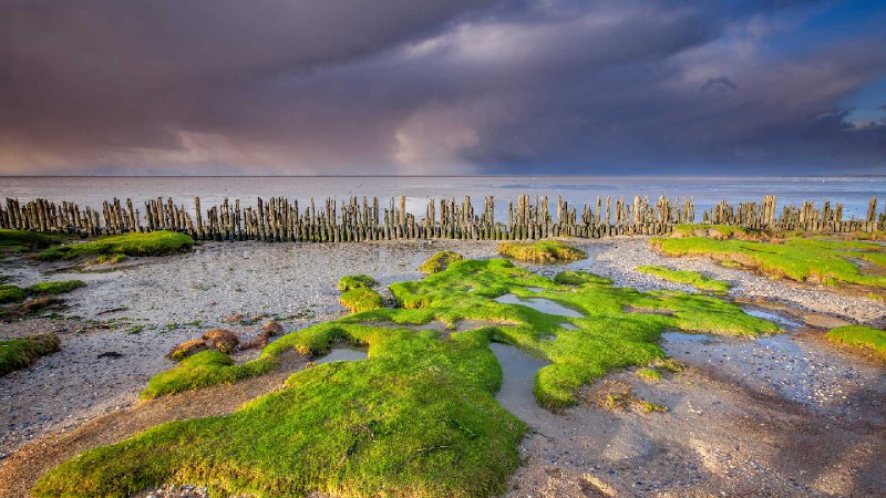 瓦登海沿岸，莫德加特附近，弗里斯兰，荷兰 (© Ron ter Burg/Minden Pictures)source