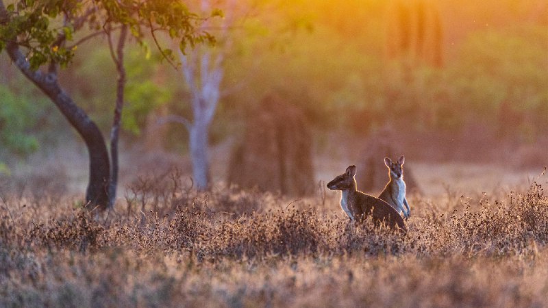 日出时的小袋鼠，阿德莱德河，北领地，澳大利亚 (© Jeremy Woodhouse/Getty Images)source